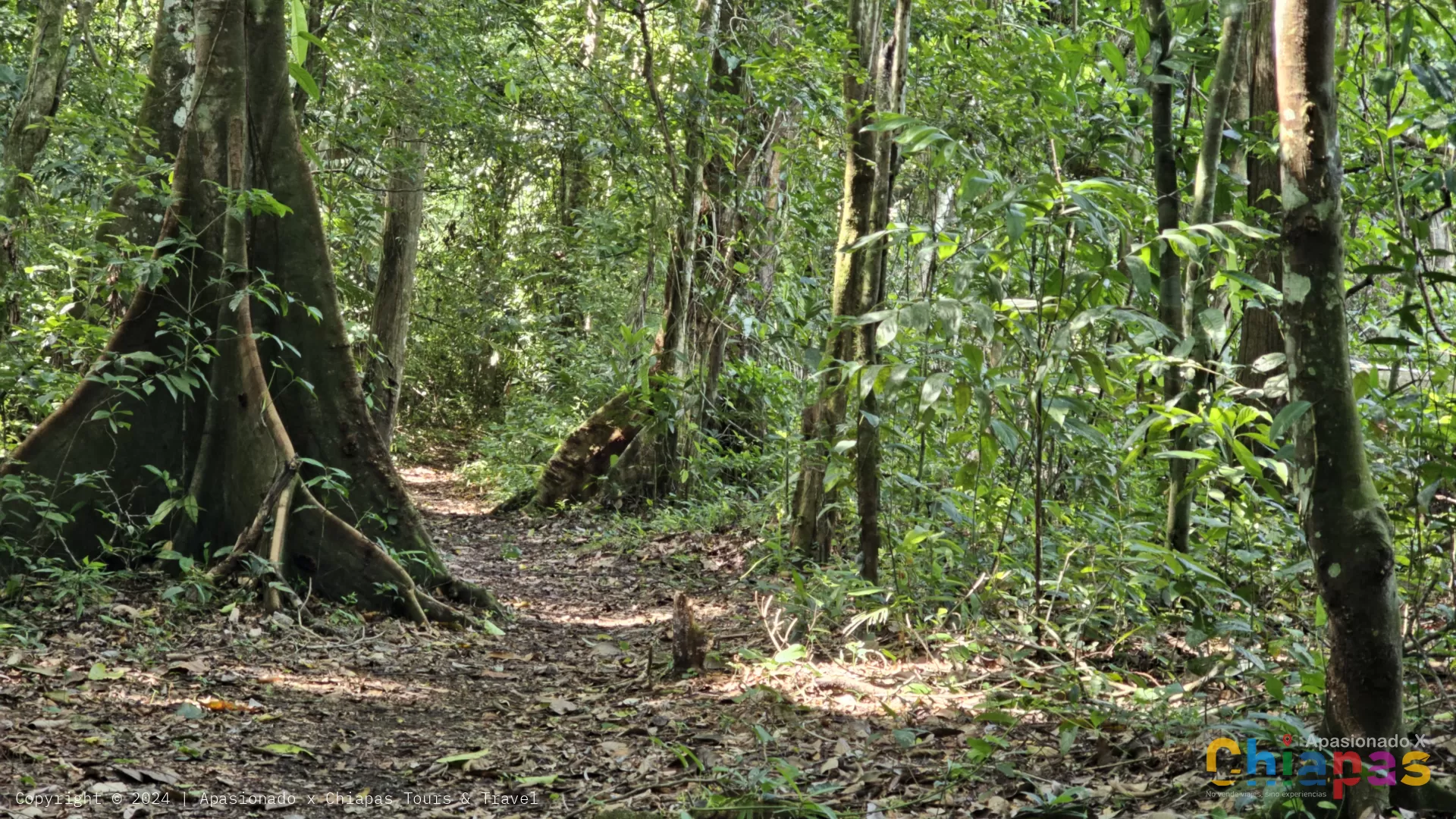 Bonampak - Corcho Negro y Caminata en la Selva Lacandona