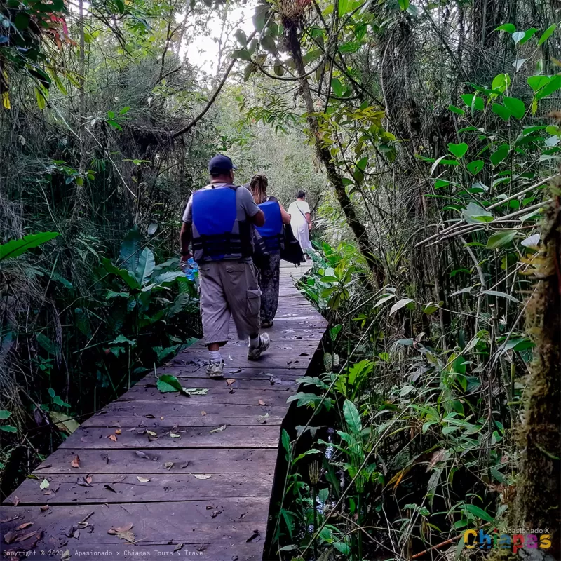 caminata en la selva lacandona, naha gungle