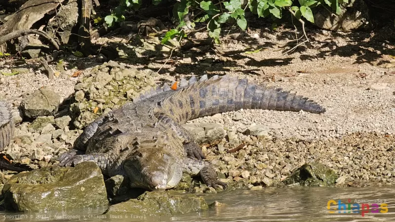 Cocodrilo en la zona del cañón de sumidero