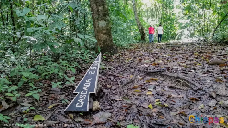 caminata en la selva lacandona desde palenque