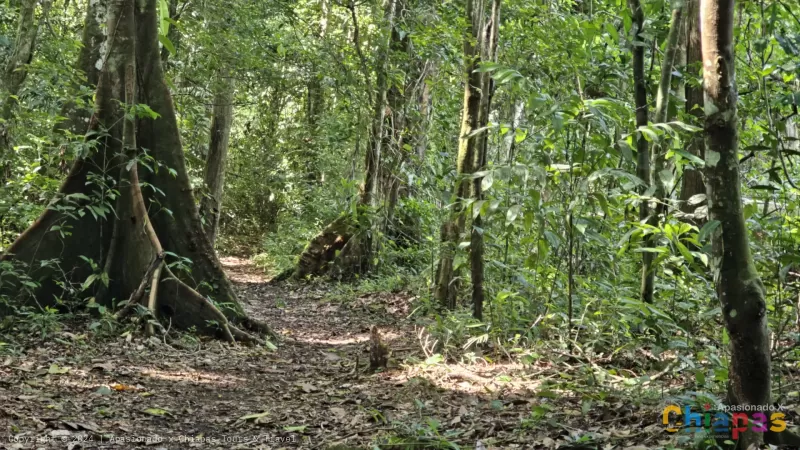 Selva Lacandona caminata turismo, chiapas