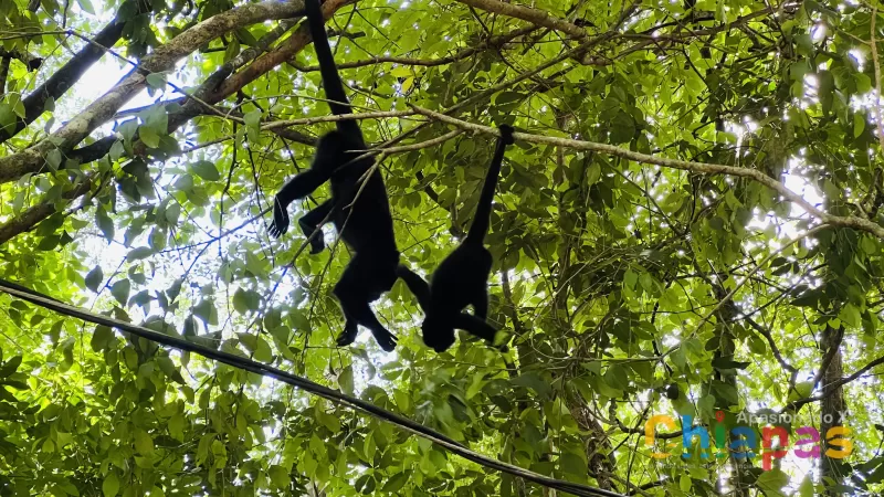 Cascadas Welib ja en Apasionado x Chiapas Tours & Travel Cascadas Welib ja en Apasionado x Chiapas Tours & Travel