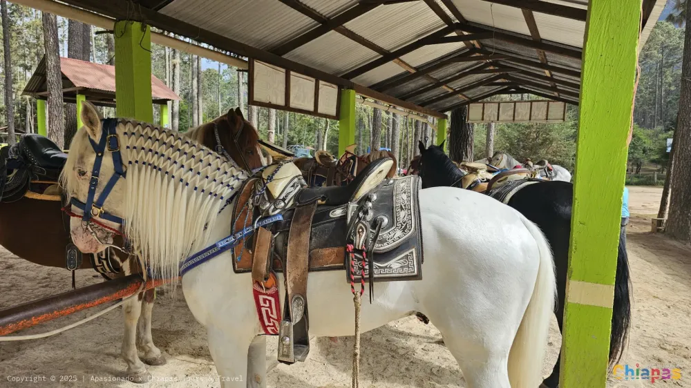 Grutas de Rancho nuevo en Apasionado x Chiapas Tours & Travel Grutas de Rancho nuevo en Apasionado x Chiapas Tours & Travel