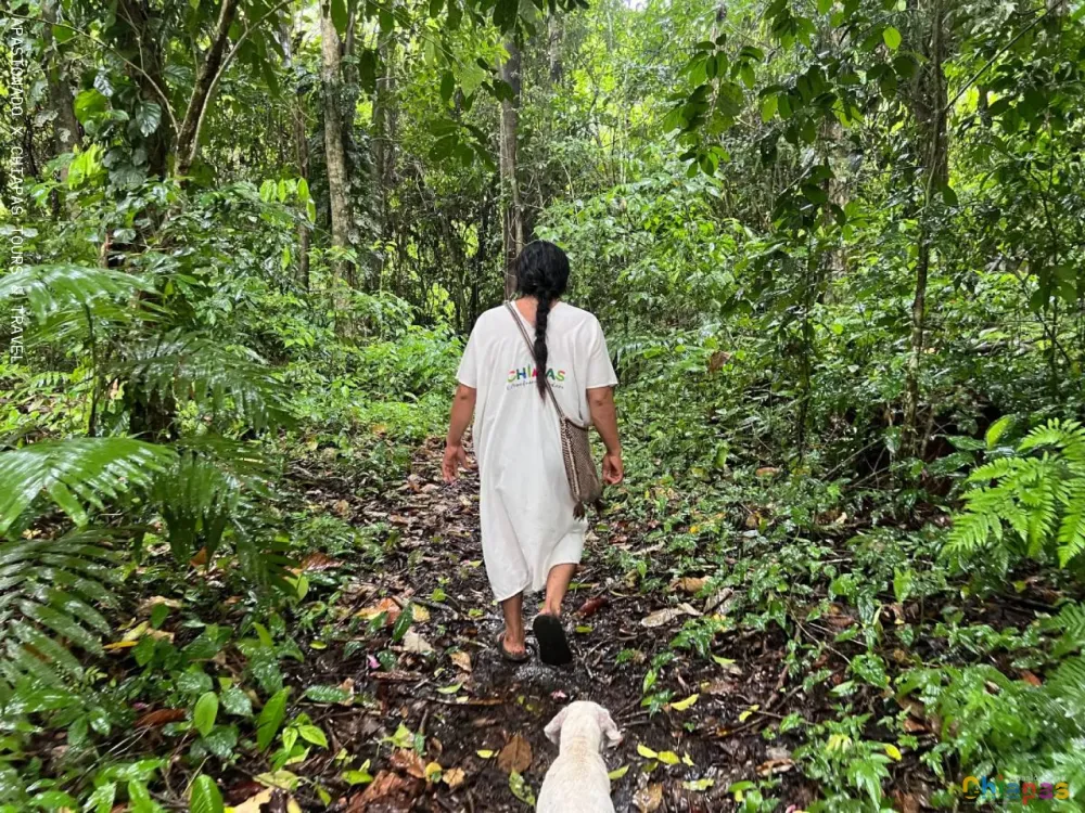 Selva Lacandona en Apasionado x Chiapas Tours & Travel Selva Lacandona en Apasionado x Chiapas Tours & Travel