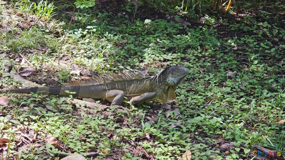 Narrador de la Selva Lacandona Narrador de la Selva Lacandona