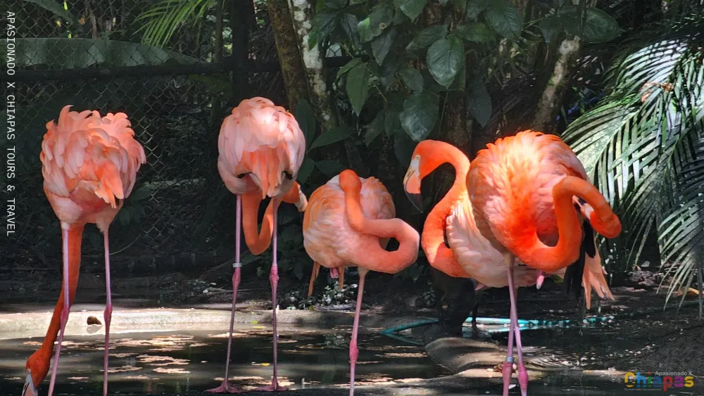 Intérprete de Naturaleza Intérprete de Naturaleza