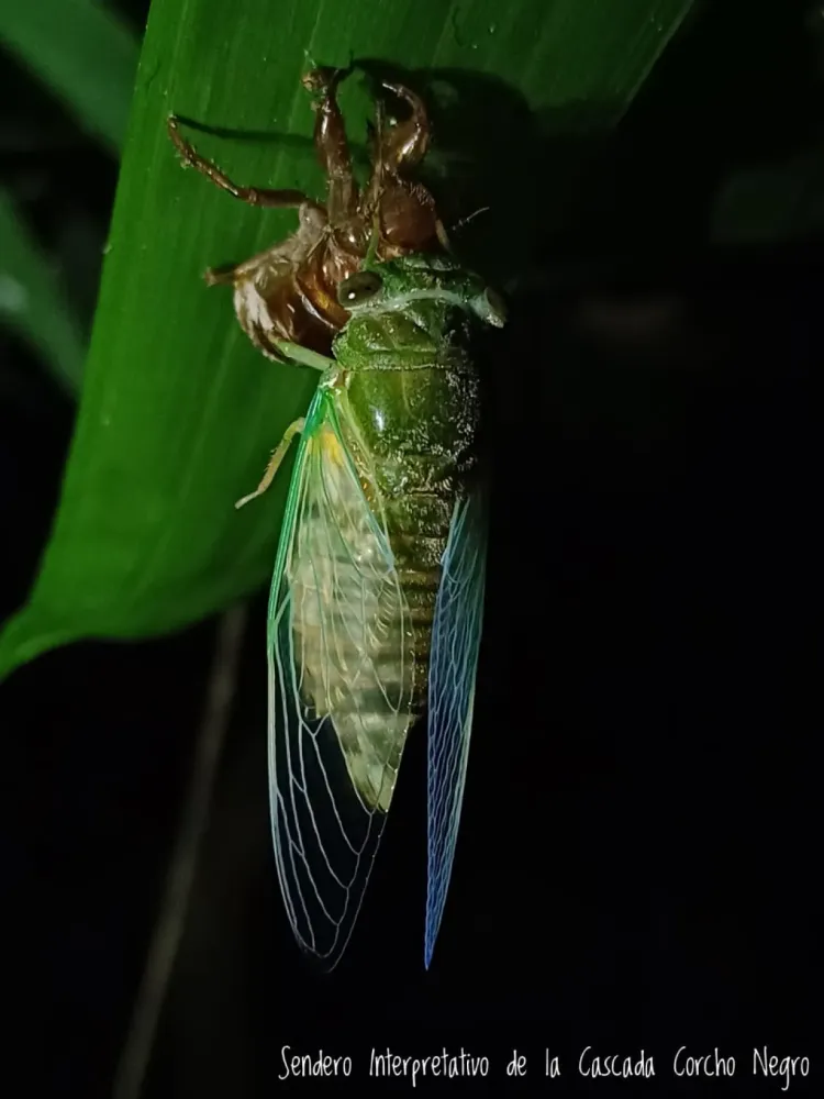Nocturno en Vida Nocturna en la Selva Lacandona