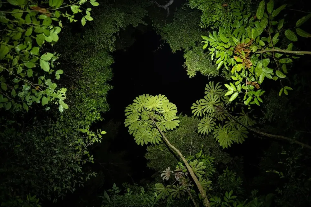 Caminata nocturna en la selva lacandona en Vida Nocturna en la Selva Lacandona