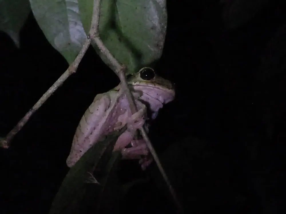 Caminata nocturna en la selva lacandona en Vida Nocturna en la Selva Lacandona
