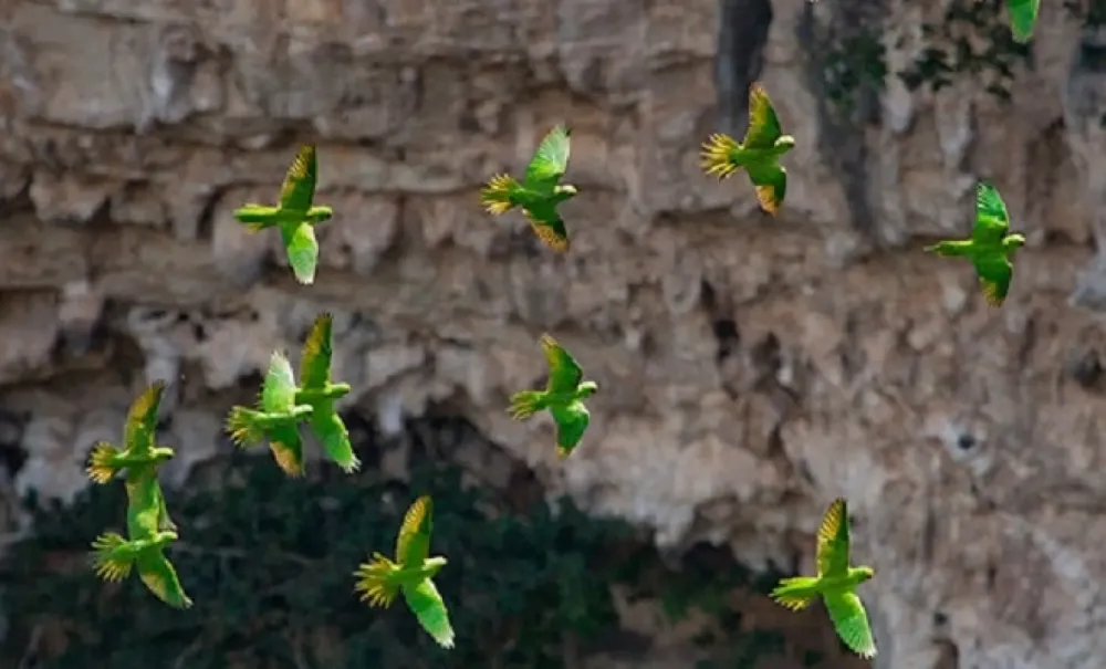 La sima de las cotorras: un refugio natural