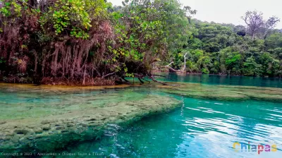 Riqueza natural en Laguna Miramar: Biodiversidad en su máxima expresión