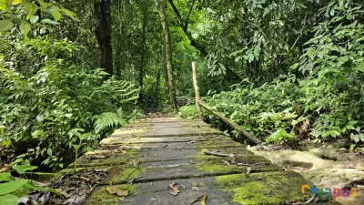 Selva Chiapas Mexico