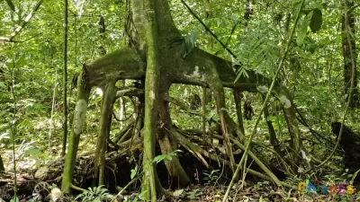 Selva Lacandona biodiversidad