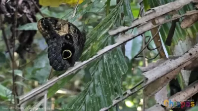 Mariposa Selva Lacandona