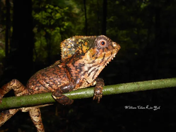 Selva Lacandona Selva Lacandona